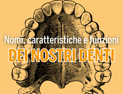 Quali sono i nomi dei denti e qual è la loro funzione?
