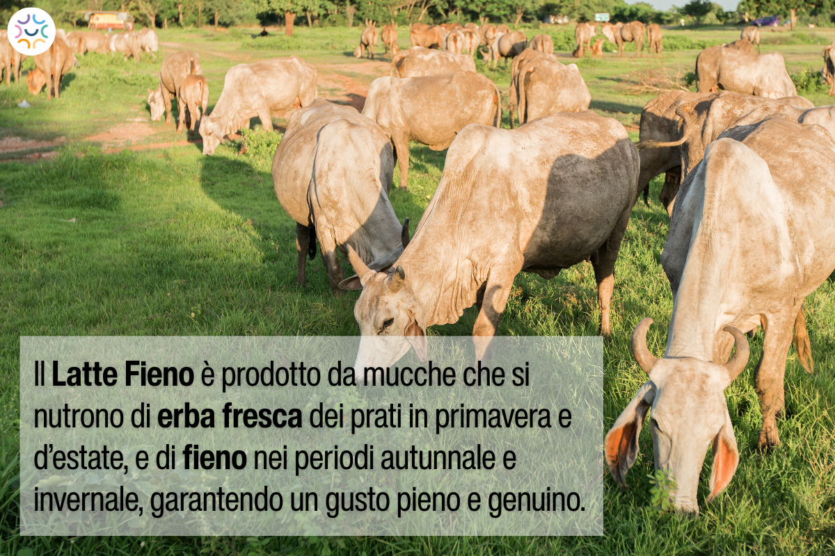 Alimentazione e bambini, latte fieno